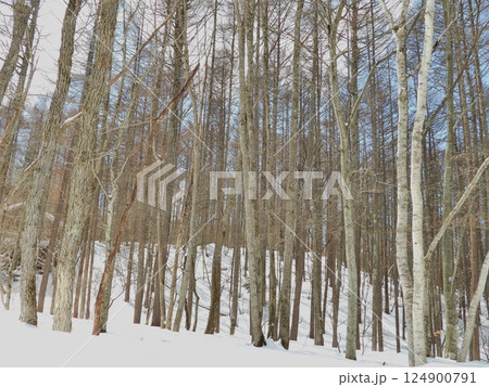雪の積もった山林 124900791