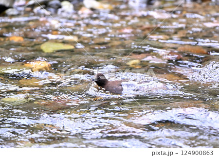 北海道知床半島の渓流で餌を探すカワガラス 124900863