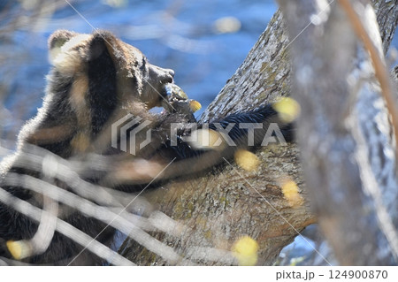 北海道知床半島の川辺で鮭くわえて木に登るヒグマの子供 124900870