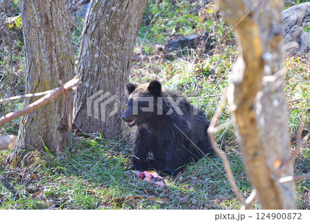 北海道知床半島の川辺で鮭を食べるヒグマの子供 124900872