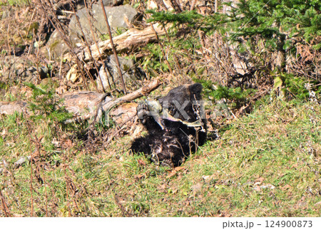 北海道知床半島の川辺で鮭を抱きかかえて食べるヒグマの子供 124900873