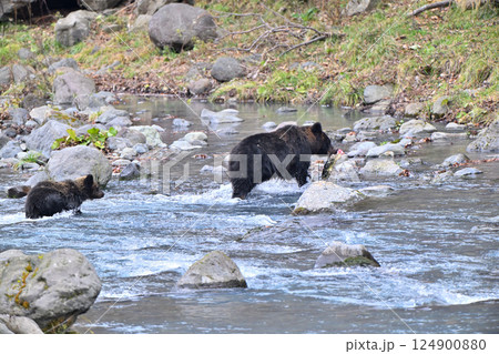 北海道知床半島の川を鮭をくわえて歩く母グマとヒグマの子供 124900880