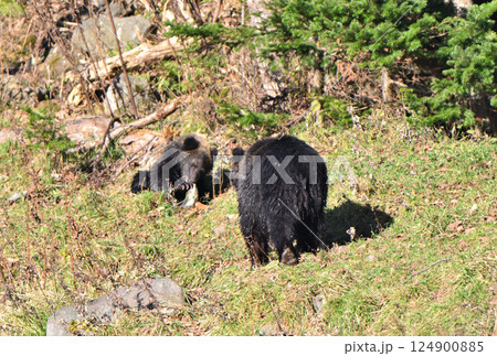 北海道知床半島の川辺で鮭を食べるヒグマの親子 北海道知床半島の川辺で鮭を食べるヒグマの親子 124900885