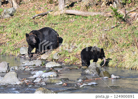 北海道知床半島の川辺で鮭を食べるヒグマの親子 124900891