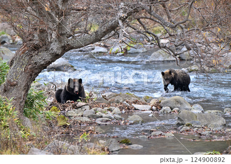北海道知床半島の渓流の川辺で鮭を食べるヒグマの親子 124900892