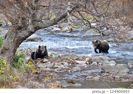 北海道知床半島の渓流の川辺で鮭を食べるヒグマの親子 124900893
