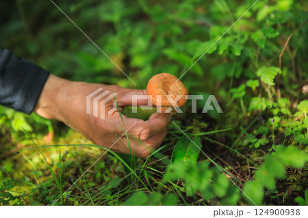 Hand picking mushroom in forest 124900938