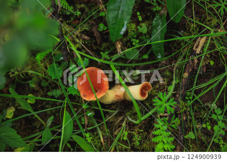 Mushrooms grow in summer forest 124900939