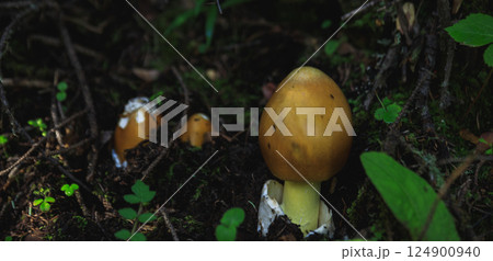 Amanita caesarea, orange mushroom edible in forest of China Amanita caesarea, orange mushroom edible in forest of China 124900940