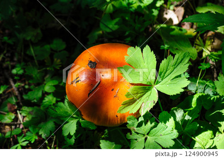 Amanita caesarea, orange mushroom edible in forest of China 124900945