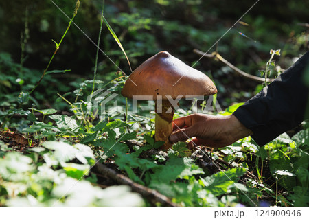 Amanita caesarea, orange mushroom edible in forest of China Amanita caesarea, orange mushroom edible in forest of China 124900946