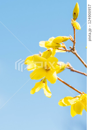 青空に咲く黄色い花 124900957