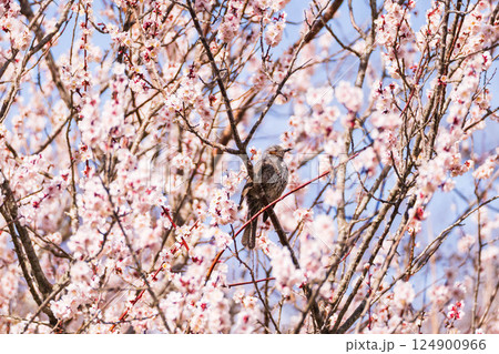 梅の木にとまるヒヨドリ横Ver 124900966