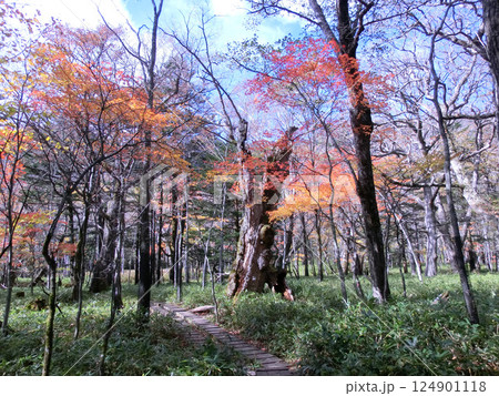 奥日光の湯川の遊歩道（湯滝～小滝）（栃木県日光市） 124901118