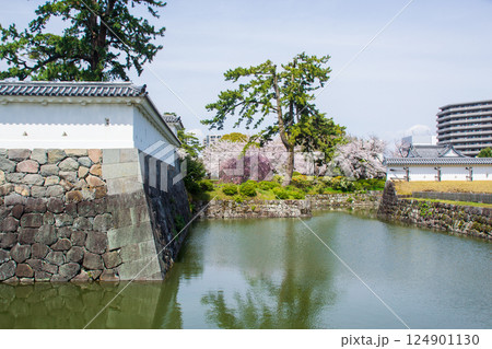 小田原城址公園の春の風景 124901130