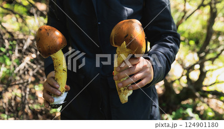 Amanita caesarea, orange mushroom edible in forest of China 124901180