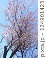和風庭園 2025年春 124901423
