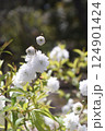 和風庭園 2025年春 124901424