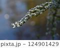 和風庭園 2025年春 124901429