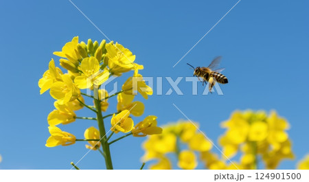 菜の花とミツバチ 124901500
