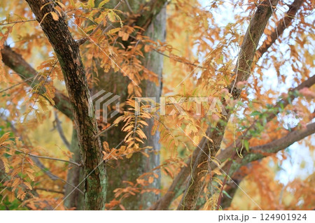 秋の公園　黄葉　メタセコイアの葉 124901924