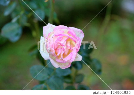 秋のバラ園　可愛いピンクのバラの花 124901926