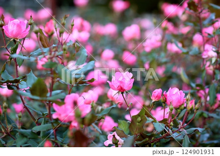 秋のバラ園 ピンクノックアウトの花 秋のバラ園 ピンクノックアウトの花 124901931