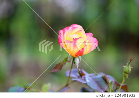 秋のバラ園　鮮やか　チャールストンの花 124901932
