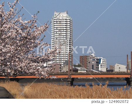 春の鏡川とソメイヨシノ（潮江橋近くの岸辺の桜） 124902072
