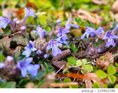 旧芝離宮恩賜庭園に咲くキランソウの花 124902190