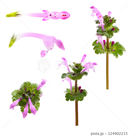 ホトケノザの花、白バック 124902215