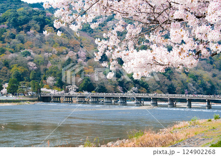 春の嵐山渡月橋 後ピン 春の嵐山渡月橋 後ピン 124902268