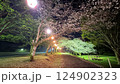 夜桜 124902323