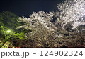 夜桜 124902324