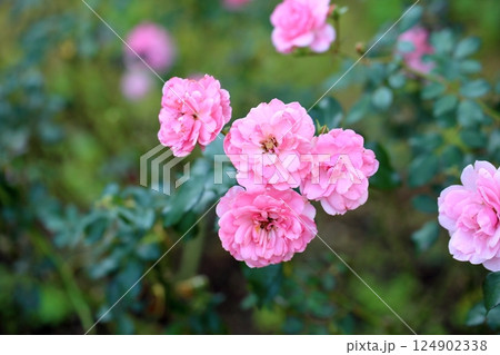 秋のバラ園 可愛い ボニカ’82の花 秋のバラ園 可愛い ボニカ’82の花 124902338