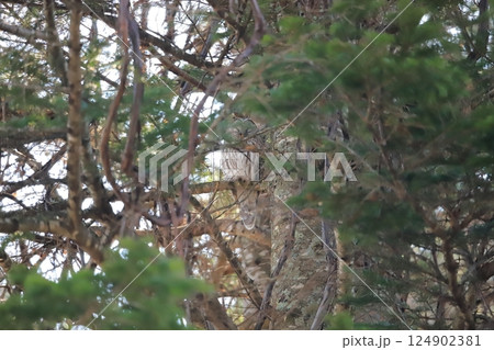 北海道の野鳥 深い森の中トドマツの枝で休む エゾフクロウ 北海道の野鳥 深い森の中トドマツの枝で休む エゾフクロウ 124902381