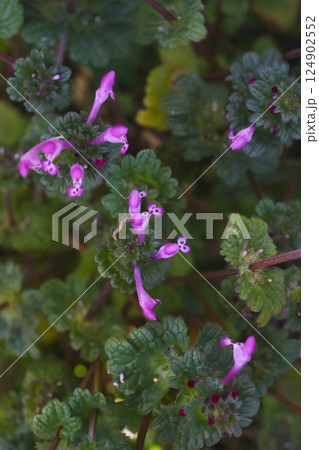 ホトケノザ、庭の雑草 124902552