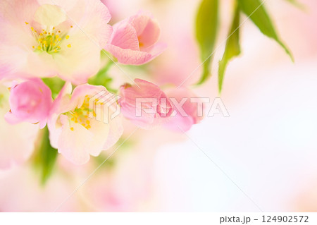 御車返しの桜 124902572