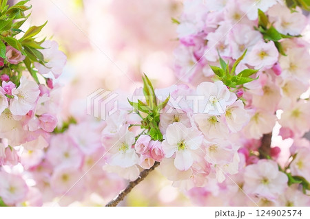 御車返しの桜 124902574