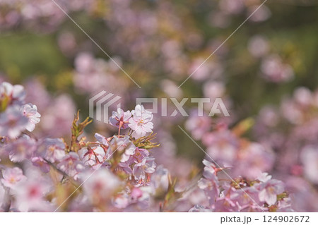 早春のグリーンセンター 早春のグリーンセンター 124902672