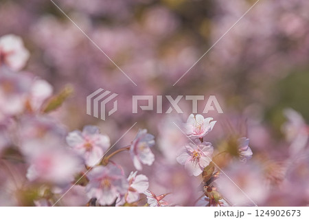 早春のグリーンセンター 早春のグリーンセンター 124902673