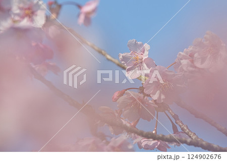 早春のグリーンセンター 124902676