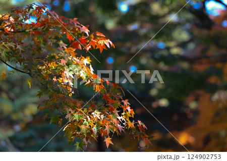Dec 4 2024 Vibrant Autumn Foliage with Crimson Orange Dec 4 2024 Vibrant Autumn Foliage with Crimson Orange 124902753