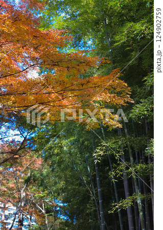 Maple Tree With Red Leaves in a Scenic Natural Setting Dec 4 2024 124902759