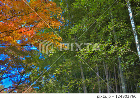 Maple Tree With Red Leaves in a Scenic Natural Setting Dec 4 2024 Maple Tree With Red Leaves in a Scenic Natural Setting Dec 4 2024 124902760