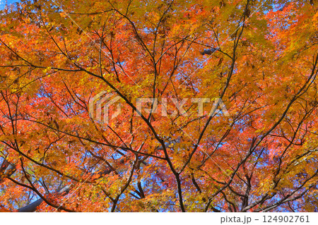 Foliage of Trees with Bright Orange and Yellow Leaves Dec 4 2024 Foliage of Trees with Bright Orange and Yellow Leaves Dec 4 2024 124902761