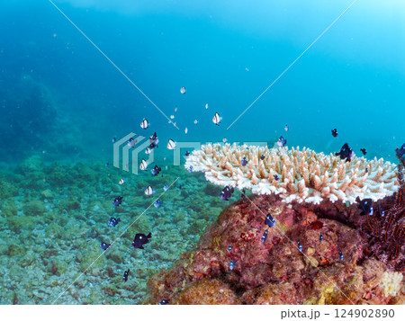 白化したサンゴとフタスジリュウキュウスズメダイ、ミツボシクロスズメダイの幼魚他の群れ。中木ヒリゾ浜 124902890