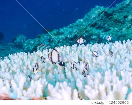 白化したサンゴとフタスジリュウキュウスズメダイ、ミツボシクロスズメダイの幼魚他の群れ。中木ヒリゾ浜 124902906