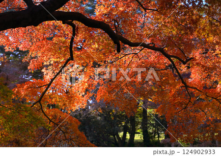 Maple Tree With Red Leaves in a Scenic Natural Setting Dec 4 2024 Maple Tree With Red Leaves in a Scenic Natural Setting Dec 4 2024 124902933