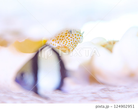 白化したサンゴとセダカギンポ、フタスジリュウキュウスズメダイの幼魚他。伊豆半島南伊豆町中木ヒリゾ浜 124902951